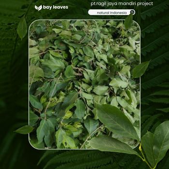 Bay leaves Quality Natural Place of Origin - Pt ragil jaya mandiri project - Indonesia