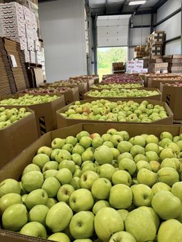 Top Quality Granny Smith Apples for sale from NINE FRUITS EXPORTS (PTY) LTD Top Quality Granny Smith Apples for sale - NINE FRUITS EXPORTS (PTY) LTD - South Africa