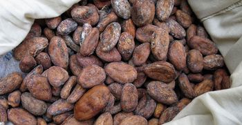 Cocoa Bean – product photo, Fermented Cocoa Beans products found from trusted suppliers, wholesalers, manufacturers & exporters Listing