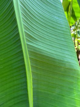 banana leaf - CV. LEMBEH ARGO EXPORT - Indonesia