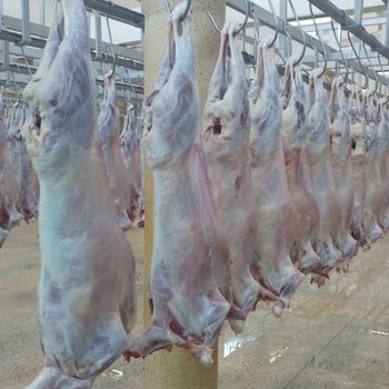 Meat - Samucom General Trading  - Kenya