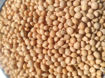 Soyabean oil seeds Purity High Yield Optimal Freshness Optimal Reliability Reliable Quality Consistency Consistent Application Oil Extraction And Other Industrial - Malav sells - India