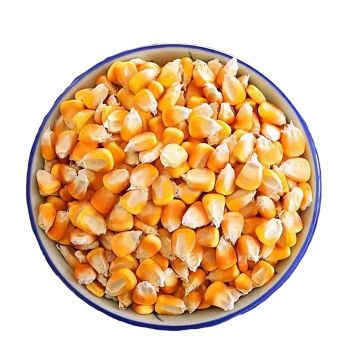 Dried Non-Glutinous Yellow Corn Feed Grade Bulk Animal Feed 14.5% Moisture 100% Maturity 12-Month Shelf Life - TRADECENTRIC LLC - United States