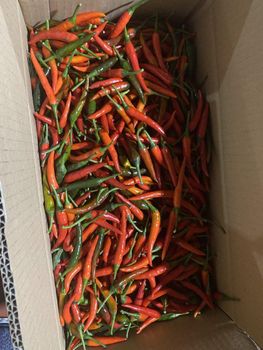 Frozen chilli (Stemless) Grade A Form Frozen Stem Status Stemless Place of Origin Vietnam Shelf Life 12-16 months Packaging Details Carton - HAO QUANG COCONUT ONE MEMBER COMPANY LIMITED - Vietnam
