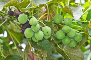 Jatropha Seed Grade A Moisture Max 10% Purity 98% Minimum Oil Content 30–40% Type Jatropha seed Color Brown To Black Germination Rate 85–90% - ADWA Solutions LLC - United States