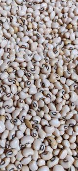 Premium Nigerian Dried White Beans from Selensebobo Enterprise Premium Nigerian Dried White Beans - Selensebobo Enterprise - Nigeria