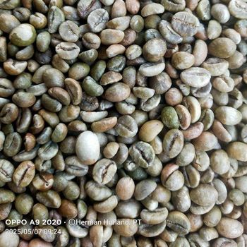 Robusta Coffee Beans – product photo, Unroasted Robusta Coffee Beans products found from trusted suppliers, wholesalers, manufacturers & exporters Listing