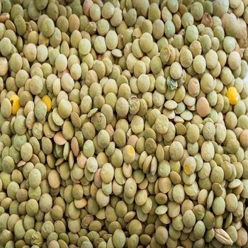 Premium Green Lentils for Healthy Cooking Rich in Protein High Quality for Daily Meals and Food Service Supply - TRADECENTRIC LLC - United States