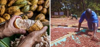 Dried raw cocoa beans from ZAP Dried raw cocoa beans - ZAP - Tanzania