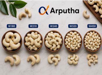 Premium Indian Cashew Kernels – W180, W210, W240, W320, W450 - Arputha - India