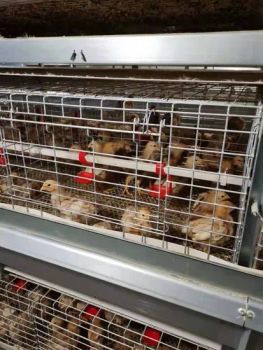 Chicken Laying Cage Poultry Farm in Malaysia - WEIFANG U-BEST HUSBANDRY EQUIPMENT CO.,LTD. - China