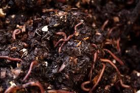 Organic Vermicompost - Cow Dung Based - Samriddhi Enterprises Exim - India