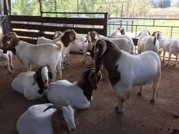 Premium Boer goats offered with good fertility and strong health - AL JABLI TRADING COMPANY LIMITED - Tanzania