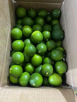 Fresh Seedless Lime Texture Fresh Color Lime, Dragon Fruit, Guava, Watermelon, Banana, Pineapple, Passion Fruit, Ginger - Kim Duc Import Export Company Limited - Vietnam