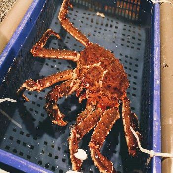 Frozen King Crabs Whole France 24 Months Shelf Life Factory Direct Certified Quality Seafood Carton Packaging from CPW TRADE LTD Frozen King Crabs Whole France 24 Months Shelf Life Factory Direct Certified Quality Seafood Carton Packaging - CPW TRADE LTD - United Kingdom