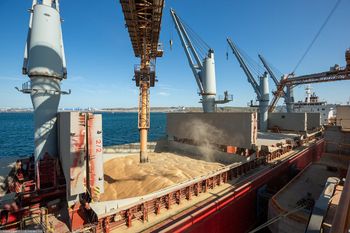 MILLING WHEAT, IN BULK, CROP 2025- 2026 from ENERGY EARTH-KG MILLING WHEAT, IN BULK, CROP 2025- 2026 - ENERGY EARTH-KG - Kyrgyzstan