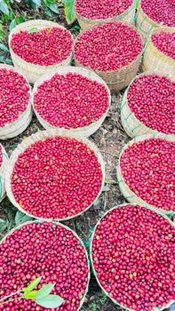 Coffee Beans - ELYONA COFFEE EXPORT - Ethiopia