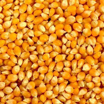 Yellow Corn With Uniform Kernels Yellow Corn Ensuring High Quality And Maximum Satisfaction For Bulk Buyers - THE GREEN INTERNATIONAL LIMITED - Tanzania