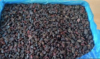 Raisins seedless industrial grade from From Wild International s.r.o Raisins seedless industrial grade - From Wild International s.r.o - Spain