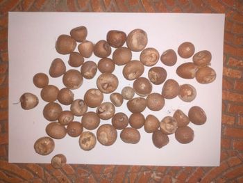 Premium Roasted Whole Arecanut from PT. Permata Jaya Lestari Premium Roasted Whole Arecanut - PT. Permata Jaya Lestari - Indonesia