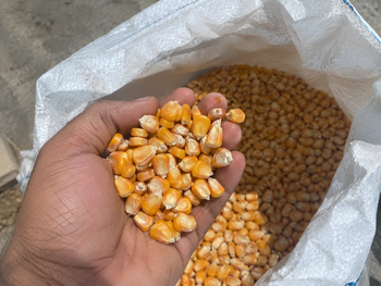 MAIZE - Barkat Agro Feeds India - Global