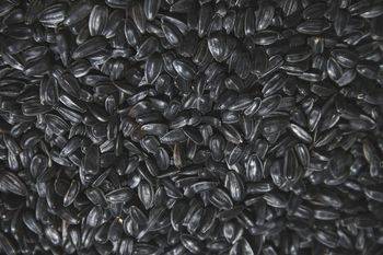 Sunflower black seeds Payment Terms Lc Origin Bulgaria/russia Delivery Method Bulk Only Incoterms Fob And Or Cif At Any Safe - Sole Trider - Bulgaria