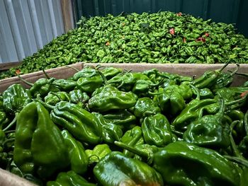 Fresh scotch bonnet chilli - Green Beat Ceylon Pvt Lt - Sri Lanka