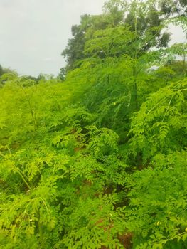 Moringa dried leaves / powder as per buyer requirement - F S Asia Marketing - India