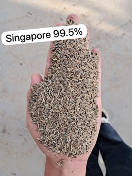 Cumin seed from Chinmay Agro farm Cumin seed - Chinmay Agro farm - India