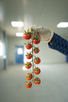 Cherry Tomatoes Organic No Freshness Consistent Packaging Size Up to 2 kg Delivery Form Crate, boxes Quality Standard Export-grade - Microtech ProfitAgro - India
