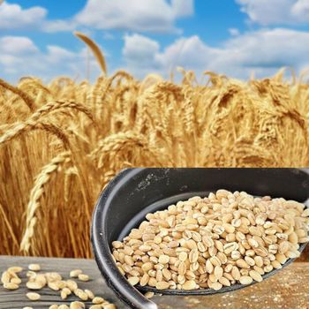 Barley grain wholesale bulk stock available with quality certification - MASI TRADING GMBH - Germany