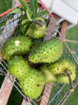 Fresh Soursop Fruits Features Organic Product Type Fruits & Vegetables - Tropical fruits land - United States