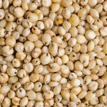 Farm Selected Sorghum Grains Bulk Sorghum Crop For Livestock Nutrition Production And Reliable Global Agricultural Supply Chains - malter group - Tanzania
