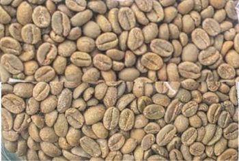 Green Coffee - Gambo International Trading PLC - Kenya