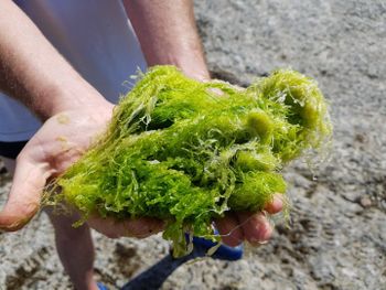 Fresh Seaweed Purity 100% Natural Source Irish Seaweed Harvest Method Hand Harvested Drying Method Renewable Energy - Atlantic Gold Seaweed Plant Ltd (AGSP) - Ireland