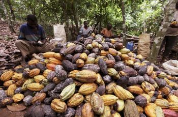 Premium cocoa beans - Acomzen - Cameroon