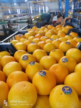 Grapefruits Origin Egypt Size Class Premium Packaging Type Open Top Carton Or Plastic - AL-SEDIK FOR FRUITS AND VEGETABLE EXPORT AND TRADING - Egypt