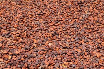 BULK COCOA BEANS - PREMIUM – product photo, Fermented Cocoa Beans products found from trusted suppliers, wholesalers, manufacturers & exporters Listing