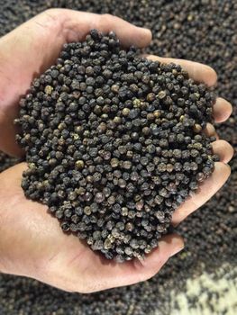 Black pepper Grade 1 Packaging Bag Quality High Quality Size 500 Machine Clean Max. Moisture (%) 12.5% Place of Origin - Công ty TNHH Chế Biến Nông Hải Sản Biển Xanh - Vietnam