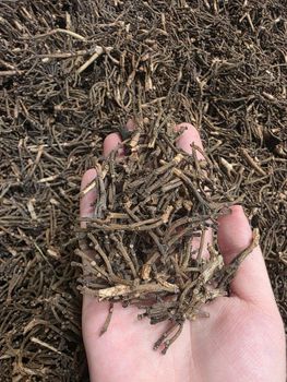 Cloves Stems - CV PUTRA TELLO MANDIRI - Indonesia