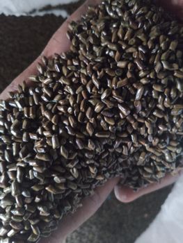 Cassia Tora Seeds  Packaging PP bags Processing Type Machine - Zaph & Zoe Export Company - Nigeria