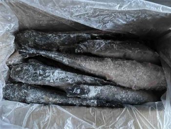 Catfish Fish Wholesale Seafood Frozen Whole Round Live Catfish Fish - Xiamen Yangzhen Import and Export Co., Ltd - China