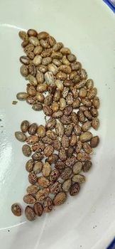 castor seeds - krushant - India