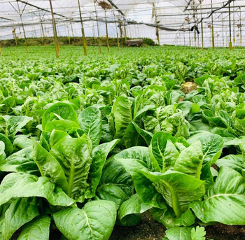 FRESHLY HARVESTED LETTUCE CLEAN,MILD& REFRESHING TASTE LETTUCE HARVEST - Sosa Merchant Solutions - Austria