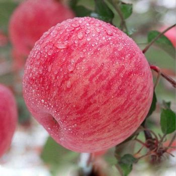 Red Fuji Apple - Chongqing Meicun Import & Export Trading Co., Ltd - China