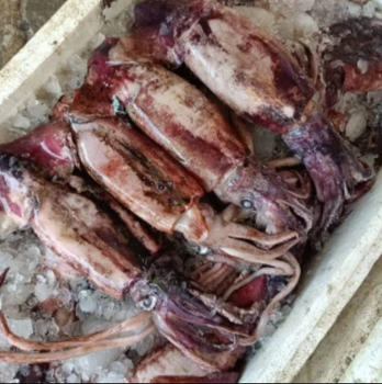 FROZEN CUTTLE FISH WHOLE ROUND - HIGH QUALITY Size 8 Grade A Color White Texture Firm Storage Type FROZEN Shelf Life 24 Months - PT Savya Coco Provita - Indonesia