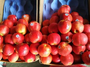 Fresh Royal Gala Apple Premium Farm Picked Sweet Crisp Fruit For Healthy Daily Snacking And Fresh Nutrition - TRADECENTRIC LLC - United States