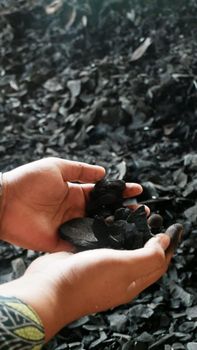 Coconut Shell Charcoal_Natural Size - TOBA BARIKA BORNEO PT - Indonesia