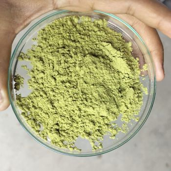 Moringa Powder- Moringa Oleifera - Sungrow Impex - India