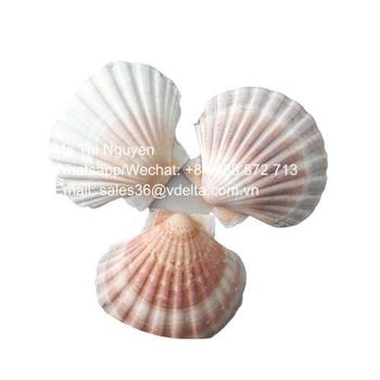 Natural seashells for crafts - dried scallop shell - Abalone shell craft/Ms.Thi Nguyen +84 988 872 713 - VIET D.E.L.T.A INDUSTRIAL CO., LTD - Vietnam